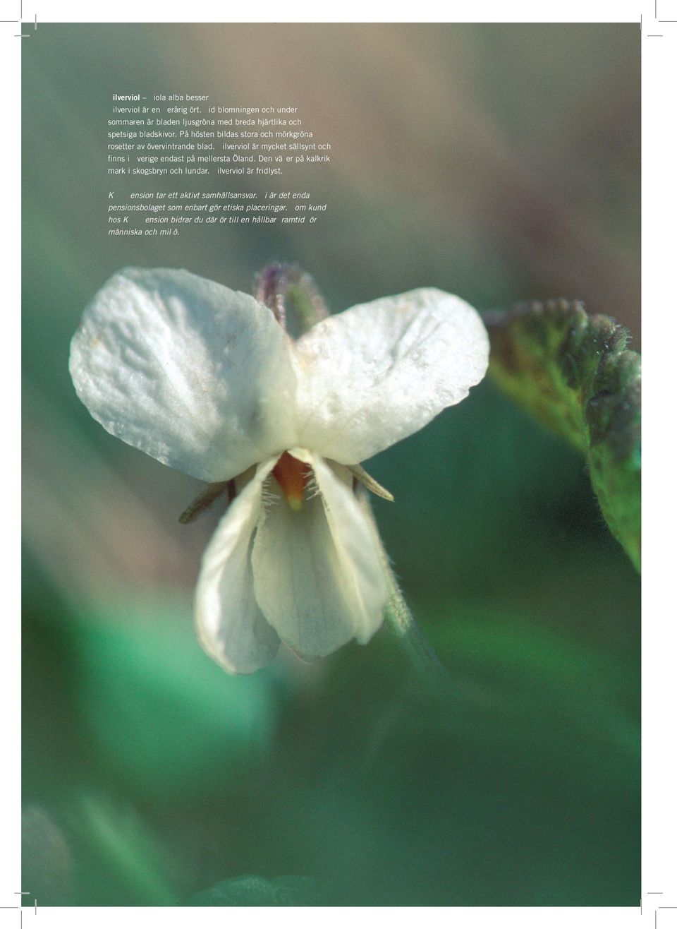 På hösten bildas stora och mörkgröna rosetter av övervintrande blad. Silverviol är mycket sällsynt och finns i Sverige endast på mellersta Öland.