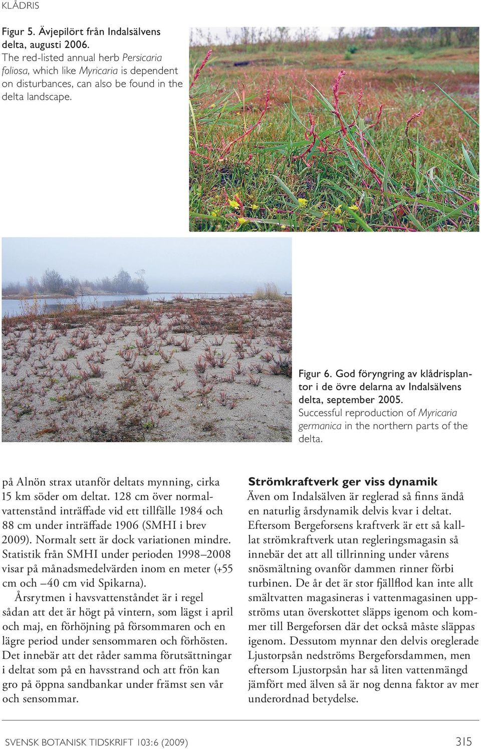 God föryngring av klådrisplantor i de övre delarna av Indalsälvens delta, september 2005. Successful reproduction of Myricaria germanica in the northern parts of the delta.