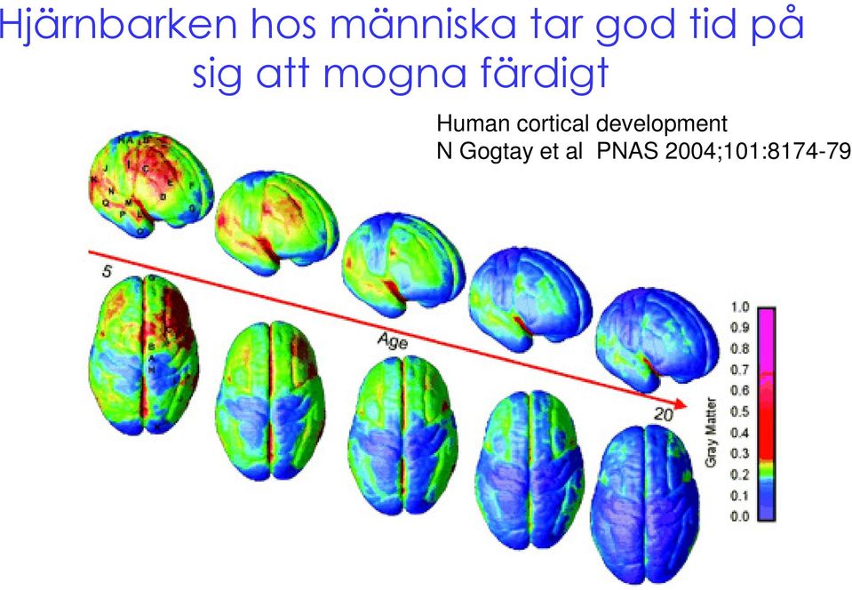 färdigt Human cortical