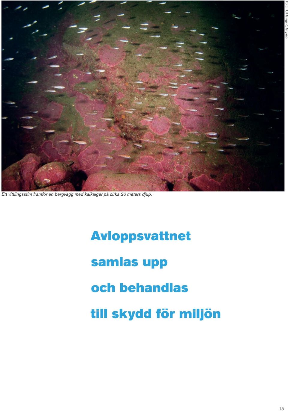 kalkalger på cirka 20 meters djup.