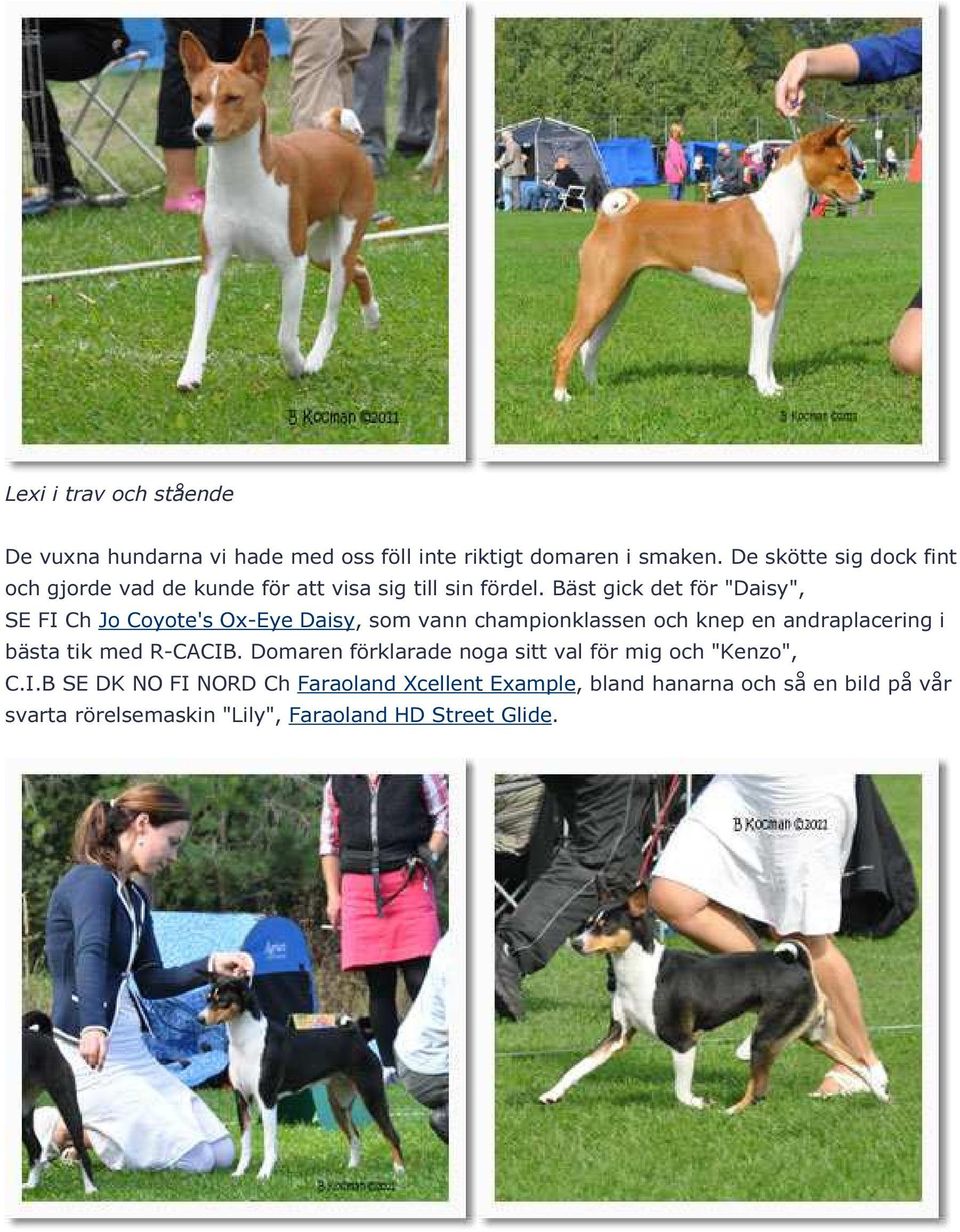 Bäst gick det för "Daisy", SE FI Ch Jo Coyote's Ox-Eye Daisy, som vann championklassen och knep en andraplacering i bästa tik