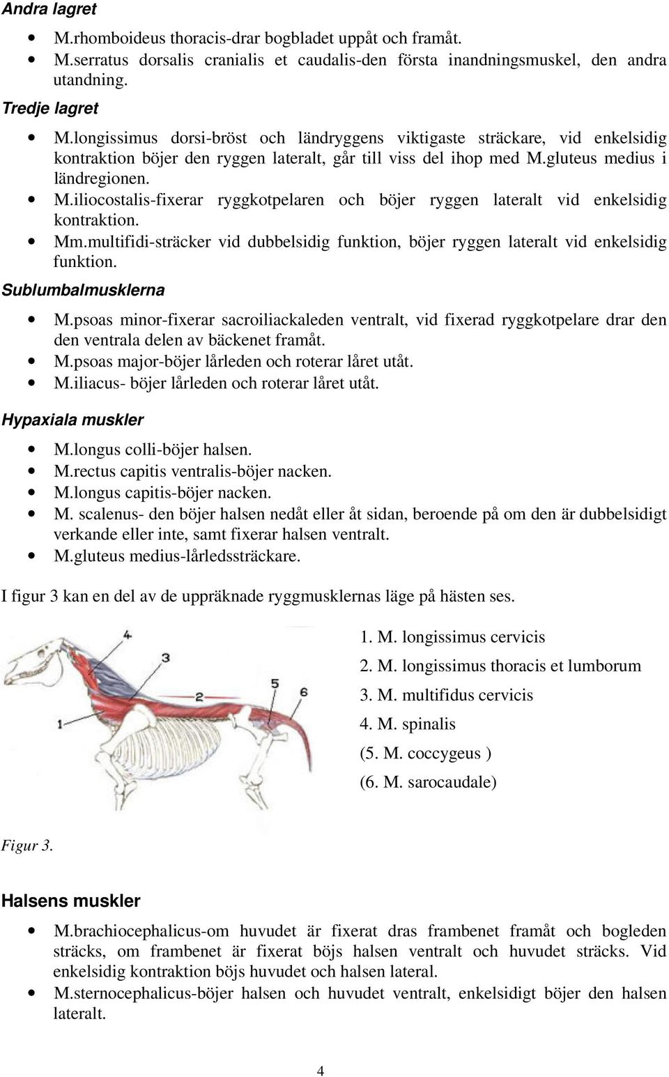 gluteus medius i ländregionen. M.iliocostalis-fixerar ryggkotpelaren och böjer ryggen lateralt vid enkelsidig kontraktion. Mm.