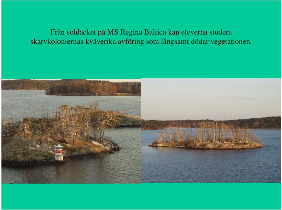skarvkoloniernas kväverika