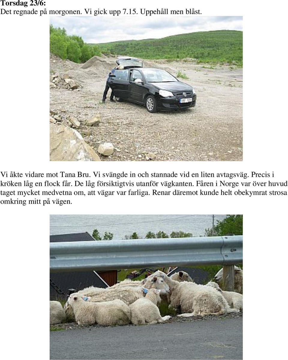 Precis i kröken låg en flock får. De låg försiktigtvis utanför vägkanten.