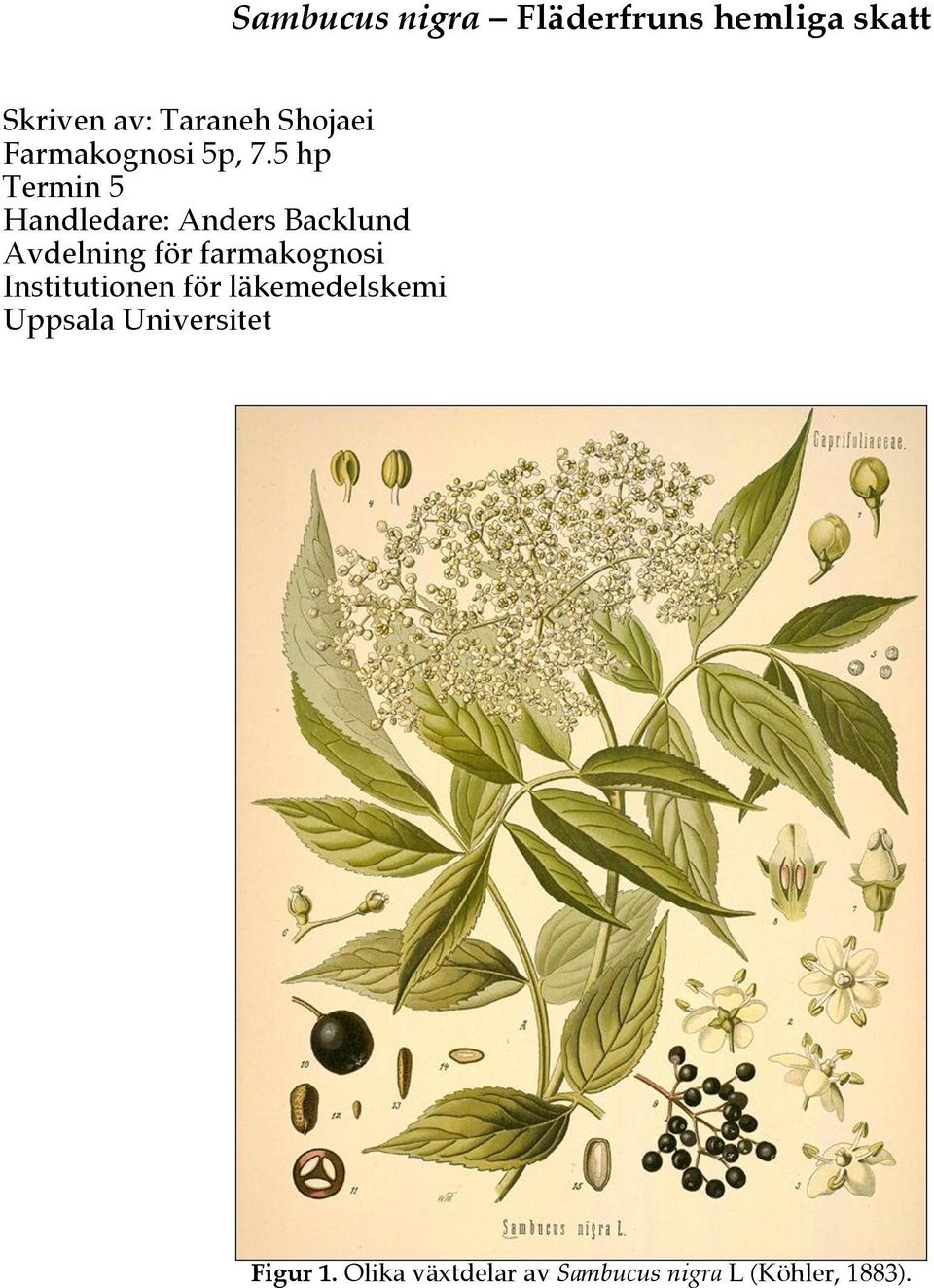 5 hp Termin 5 Handledare: Anders Backlund Avdelning för