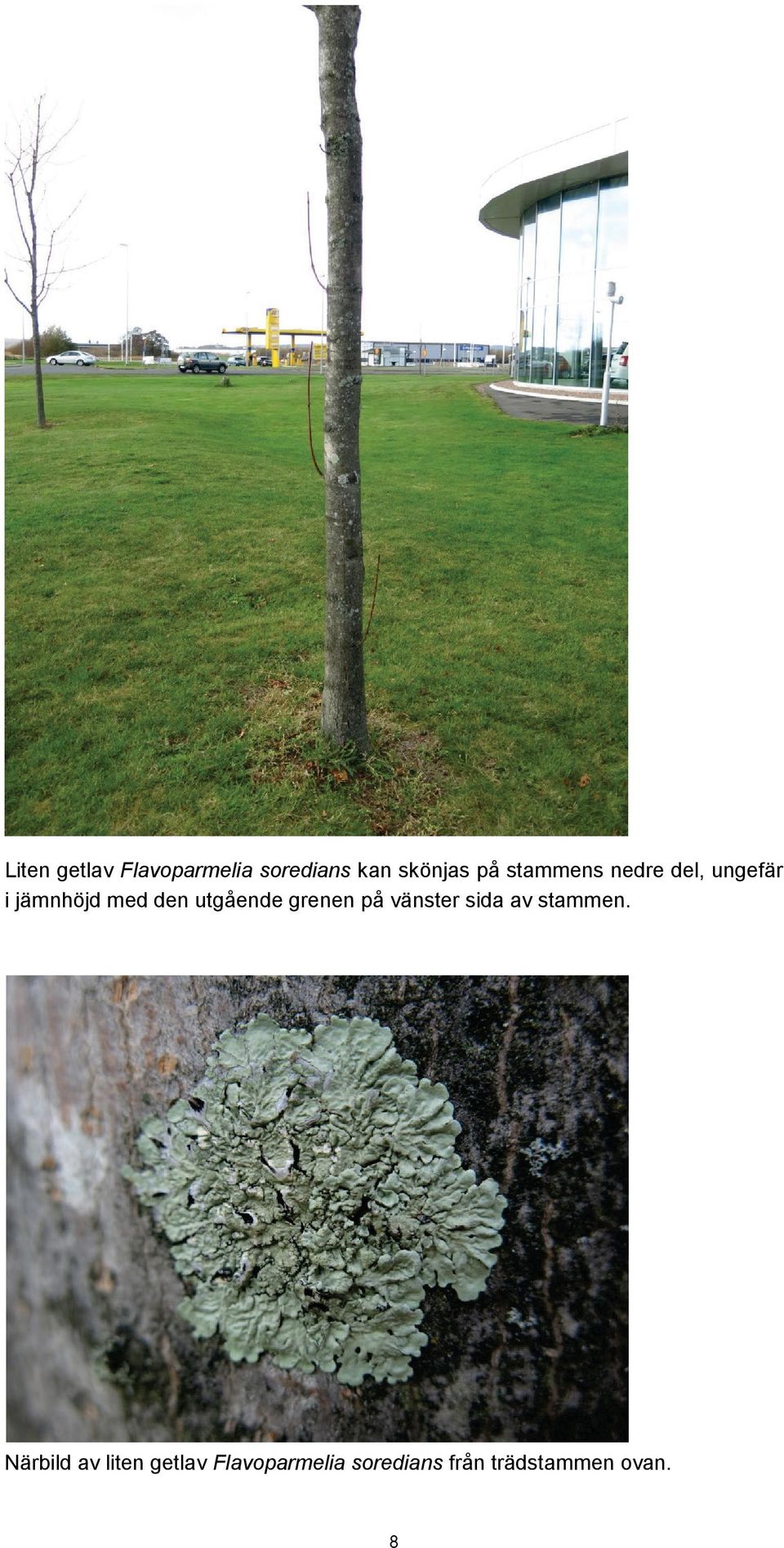 utgående grenen på vänster sida av stammen.