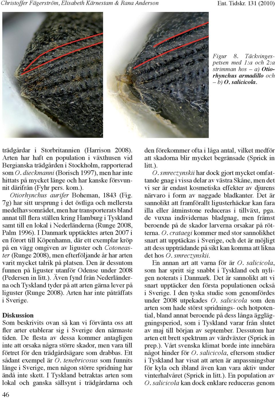 dieckmanni (Borisch 1997), men har inte hittats på mycket länge och har kanske försvunnit därifrån (Fyhr pers. kom.). Otiorhynchus aurifer Boheman, 1843 (Fig.