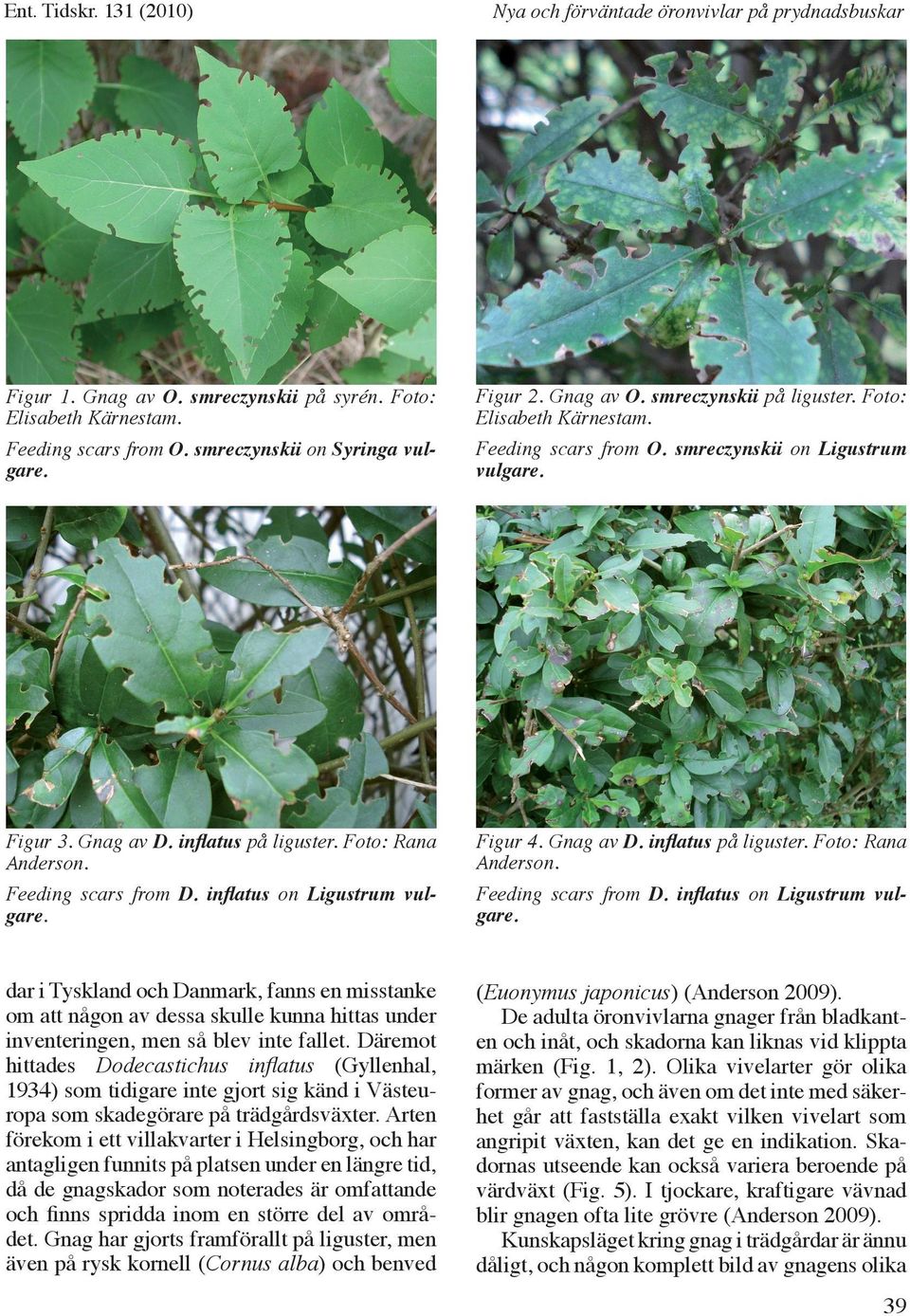 Feeding scars from D. inflatus on Ligustrum vulgare. Feeding scars from D. inflatus on Ligustrum vulgare. dar i Tyskland och Danmark, fanns en misstanke om att någon av dessa skulle kunna hittas under inventeringen, men så blev inte fallet.