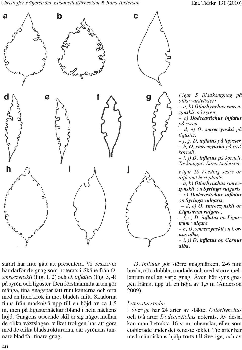 Figur 18 Feeding scars on different host plants: a, b) Otiorhynchus smreczynskii, on Syringa vulgaris, c) Dodecastichus inflatus on Syringa vulgaris, d, e) O.