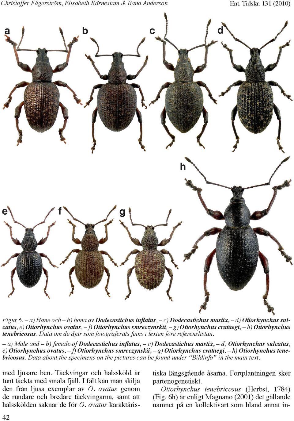 tenebricosus. Data om de djur som fotograferats finns i texten före referenslistan.