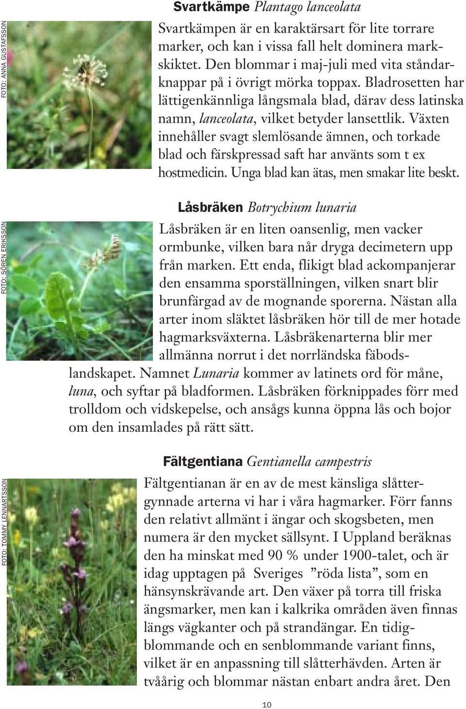 Växten innehåller svagt slemlösande ämnen, och torkade blad och färskpressad saft har använts som t ex hostmedicin. Unga blad kan ätas, men smakar lite beskt.