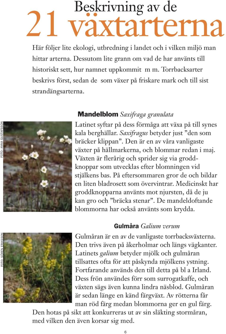 FOTO: ANNA GUSTAFSSON FOTO: SÖREN ERIKSSON Mandelblom Saxifraga granulata Latinet syftar på dess förmåga att växa på till synes kala berghällar. Saxifragus betyder just den som bräcker klippan.