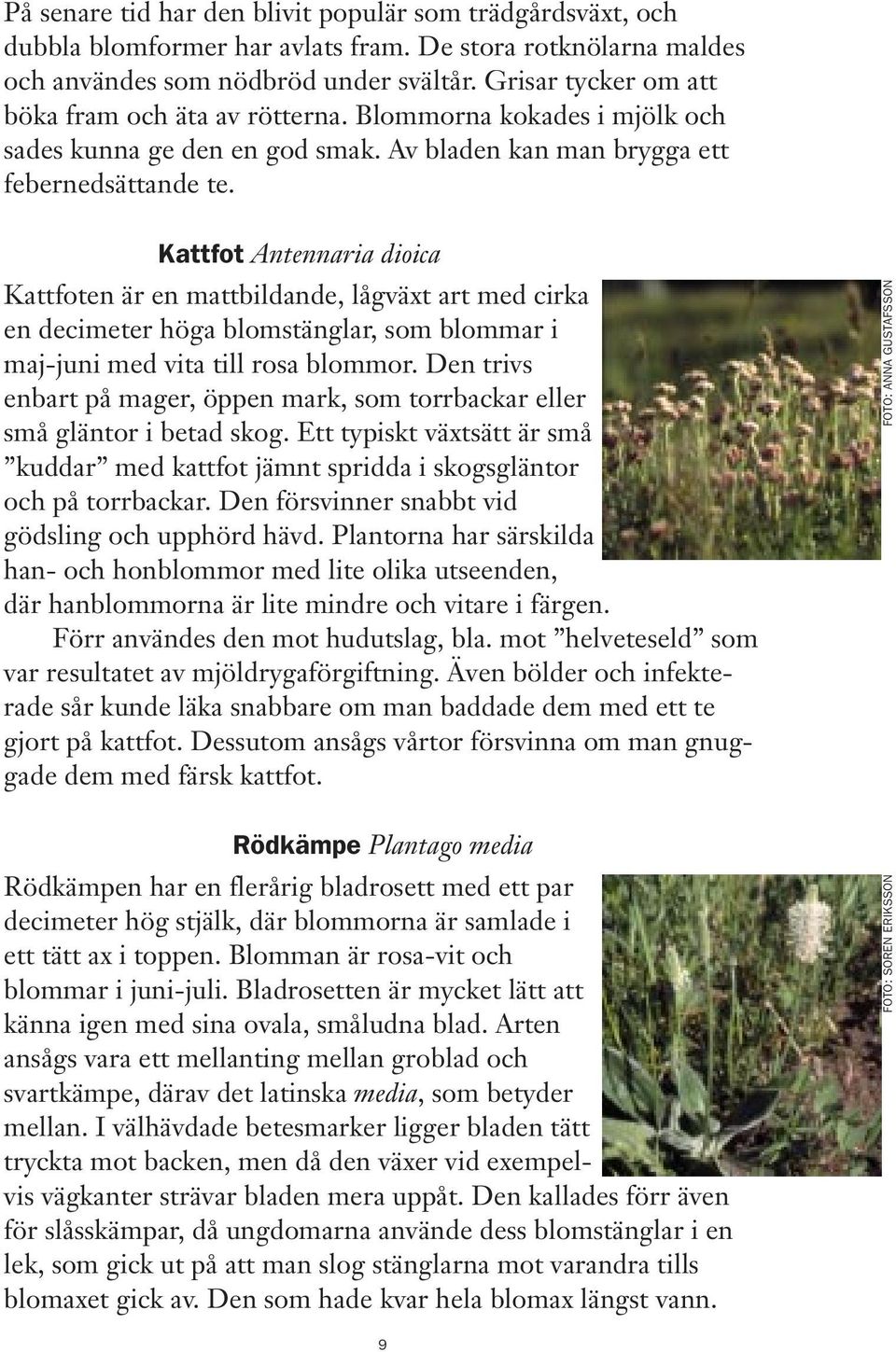 Kattfot Antennaria dioica Kattfoten är en mattbildande, lågväxt art med cirka en decimeter höga blomstänglar, som blommar i maj-juni med vita till rosa blommor.