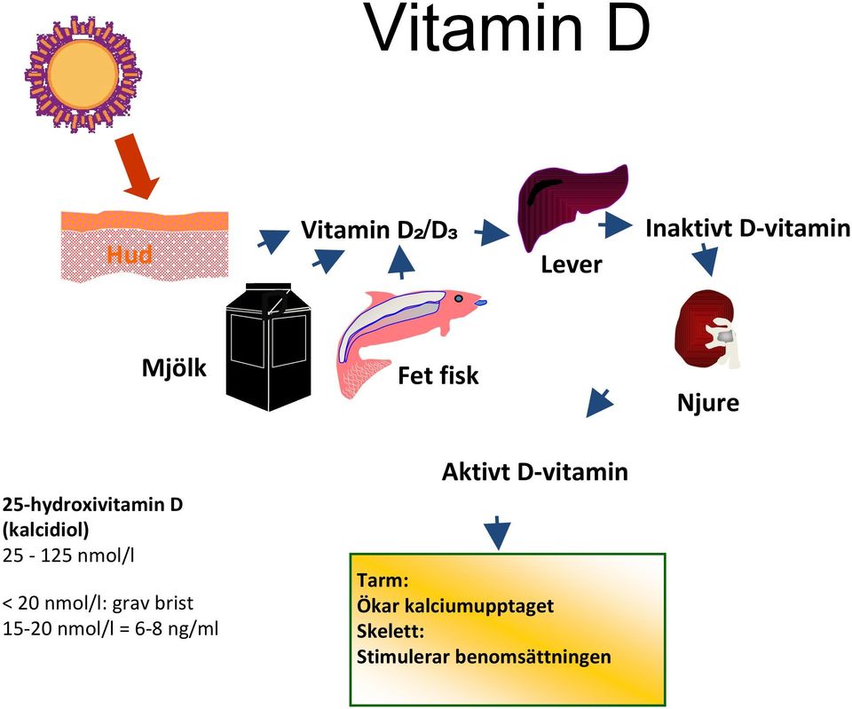 < 20 nmol/l: grav brist 15 20 nmol/l = 6 8 ng/ml Aktivt D