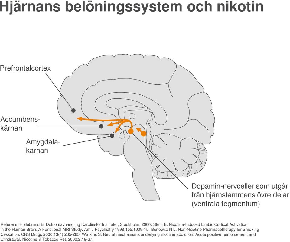 Nicotine-Induced Limbic Cortical Activation in the Human Brain: A Functional MRI Study. Am J Psychiatry 1998;155:1009-15. Benowitz N L.