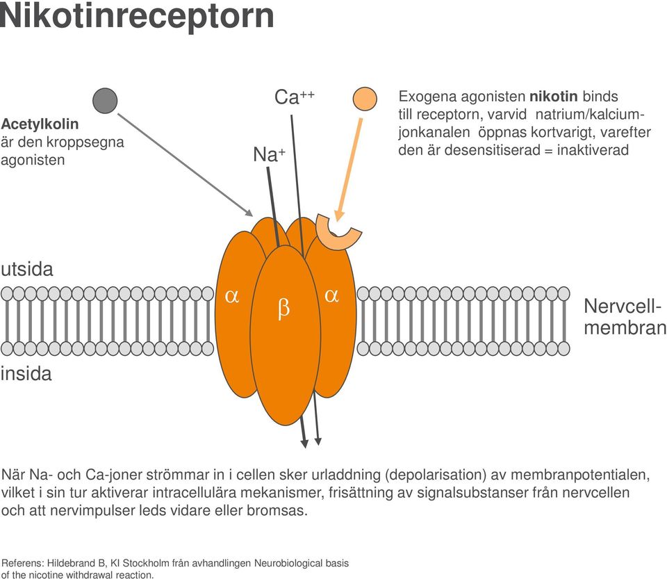 urladdning (depolarisation) av membranpotentialen, vilket i sin tur aktiverar intracellulära mekanismer, frisättning av signalsubstanser från nervcellen