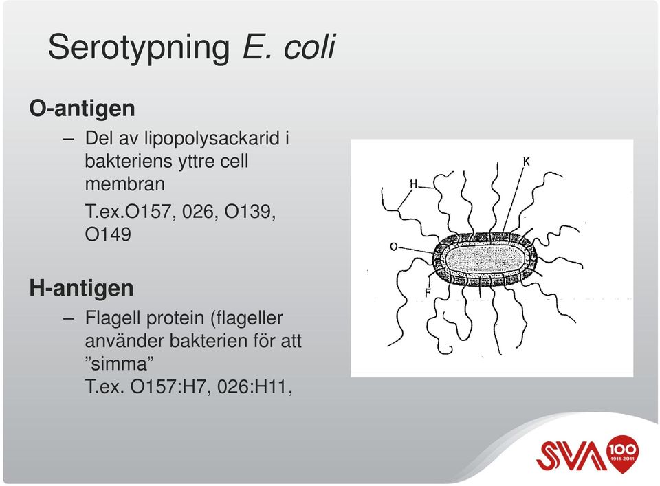 yttre cell membran T.ex.