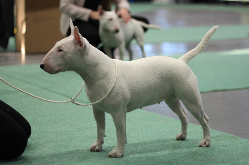 Övergripande avelsmål för rasen Nutid: JWW-14 Sockerbullen Kokos representerar rasen 2014 Miniatyrbullterriern ska vara en rastypisk hund med ett litet format, karaktäristisk exteriör och med en sund