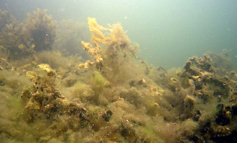 Havsstenhinna och brunhudar var vanliga på häll och block liksom havstulpaner och mossdjur. Det fanns svampdjur från 5 till 11 meter. Blåmussla förekom ner till 11,5 meters djup.