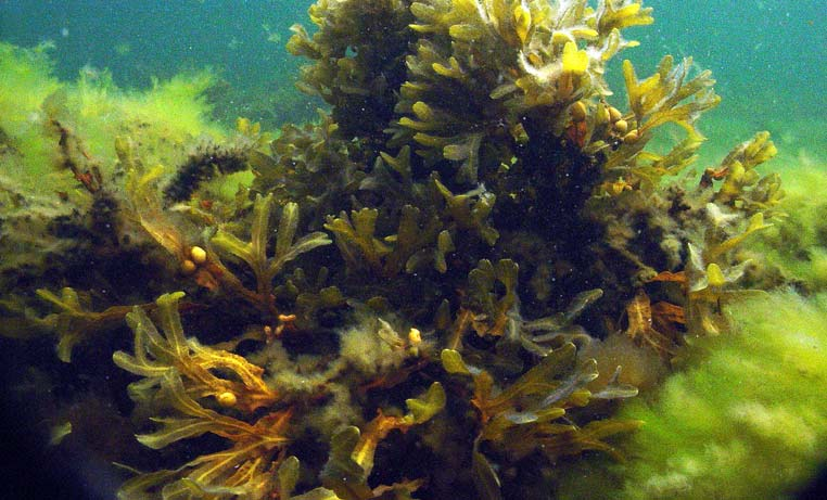 Havsstenhinna och brunhudar var vanliga på häll och block liksom havstulpaner och mossdjur. Hydror hittades också ner till profilens djupaste punkt. Blåmussla förekom ner till 19,2 meters djup.