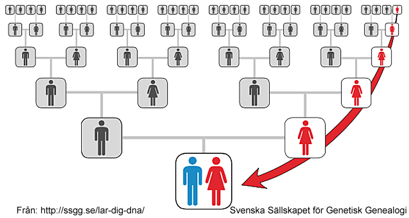 Sammanfattning - rekommenderade tester för släktforskare.
