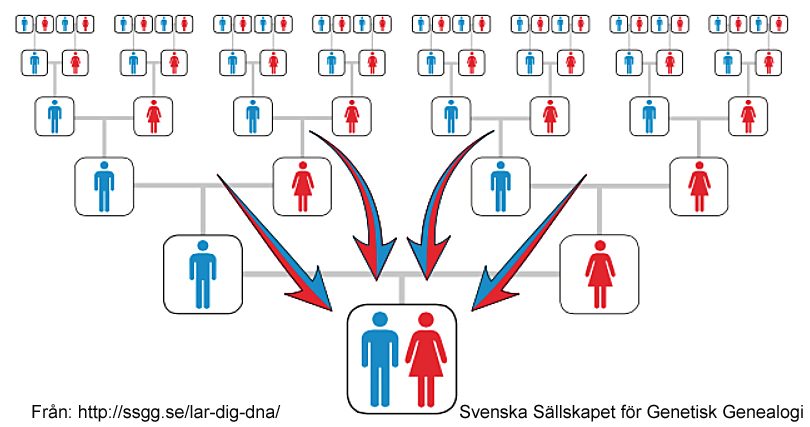 2.1 Vad behöver vi hålla reda på? För släktforsningen behöver man ha koll på tre olika DNA-delar, nämligen: - autosomalt DNA från kromosomparen 1-22 som alla har.