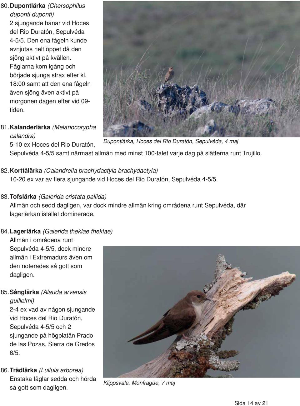 Kalanderlärka (Melanocorypha calandra) 5-10 ex Hoces del Rio Duratón, 82.
