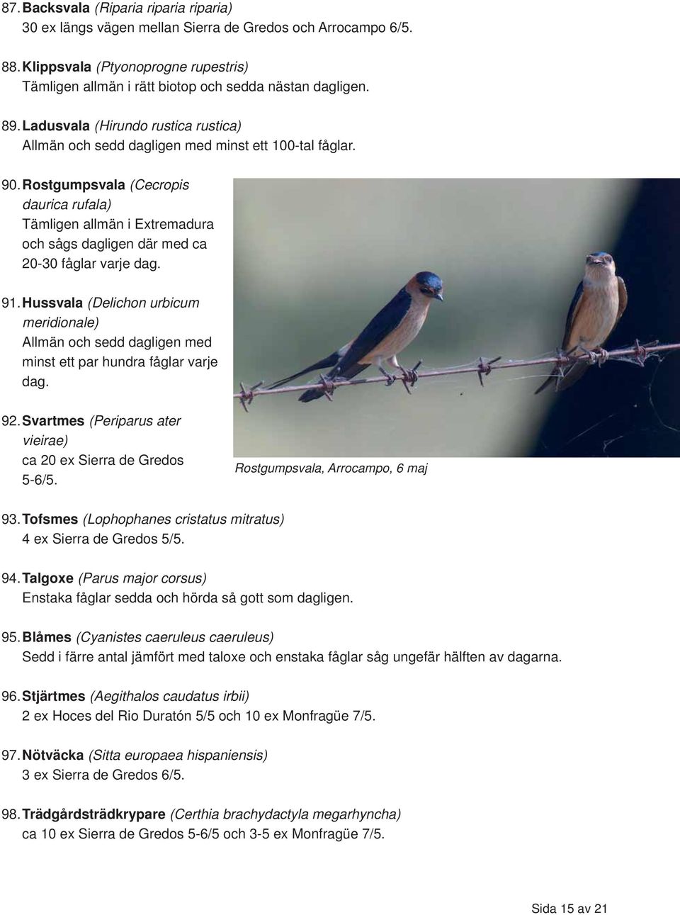 Rostgumpsvala (Cecropis daurica rufala) Tämligen allmän i Extremadura och sågs dagligen där med ca 20-30 fåglar varje dag. 91.