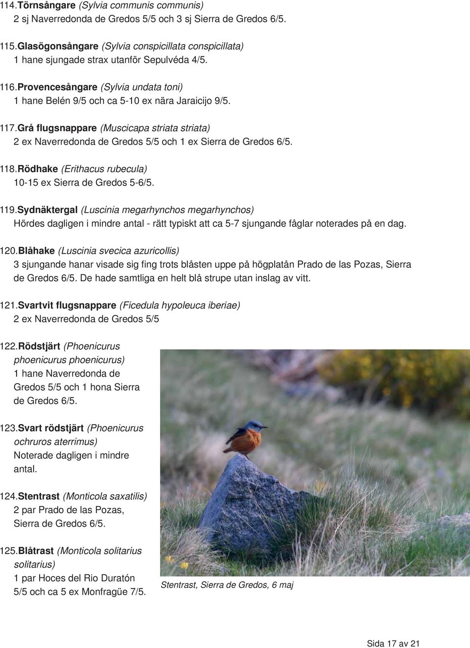 Grå flugsnappare (Muscicapa striata striata) 2 ex Naverredonda de Gredos 5/5 och 1 ex Sierra de Gredos 6/5. 118.Rödhake (Erithacus rubecula) 10-15 ex Sierra de Gredos 5-6/5. 119.