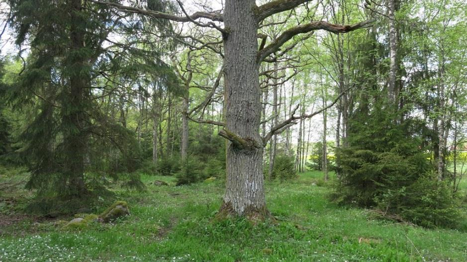 D2 Uppföljning/delrapportering av värdefulla träd och läderbagge i Södermanlands län inom Life Coast Benefit (LIFE NAT/SE/00131) Inledning Enligt Life-ansökan utförs i Södermanlands län en