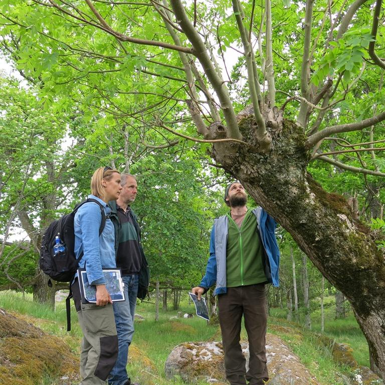 Delområde Sävö Landskapet på Sävö är småbrutet med åkrar och tidigare ängsmarker lokaliserade till dalstråken och de äldre betesmarkerna förlagda till berg, kullar och skogsmark.