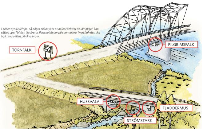 2. Åtgärder under den nya Skurubron a. Återställning av etableringsytor etc. till naturmark: Så ängsfrö med inslag av idag förekommande arter såsom morot, tulkört, blodnäva.