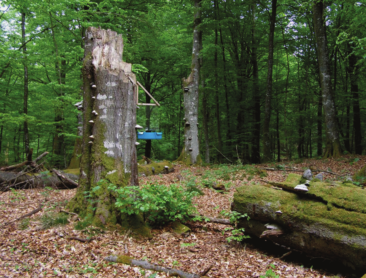 VEDLEVANDE SKALBAGGAR OCH KRYPTOGAMER I VÄRNAMOTRAKTEN Figur 1. Fönsterfälla på en grov bokhögstubbe med tillhörande låga vid Källunda.