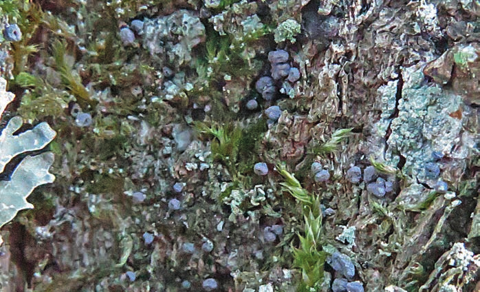 Ekbladet 31 5 Figur 5. Blå ekhårskål, Proliferodiscus tricolor. Barkåssida med tätt sittande torra fruktkroppar. På 80 cm grov ek, Quercus robur (se kniv figur 7).