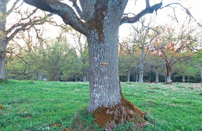 Ekbladet 31 6 7 Figur 6-7. Värdträd för blå ekhårskål, Proliferodiscus tricolor. På 56 cm respektive 80 cm grov ek, Quercus robur. 6: Kuperad betesmark med berg i dagen. 7: Öppet hävdat eklandskap.