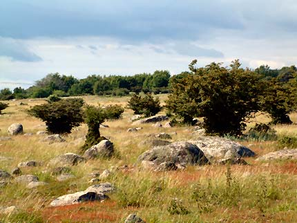 Dovhjortspopulationen och vegetationen på Hanö 2006 Foto: Jonas Lemel Juni 2007 Arbetet är