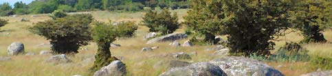 Förekomst av typiska arter Syftet med inventeringarna är att bedöma bevarandestatus i de båda habitaten genom att skatta förekomsten av typiska arter inom Natura 2000-områden enligt Artdatabanken