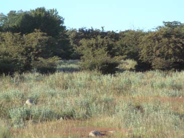 Figur 10. Täckningsgrad av buskvegetation beskrivs av punkterna. Stora punkter innebär större täckning av buskvegetation.