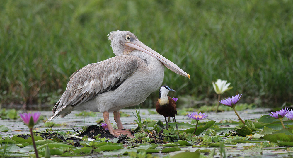 Stor och liten. Rosaryggad pelikan och afrikansk jacana. Foto: Hans-Åke Gustavsson Artlista fåglar 1. Little Grebe Tachybaptus ruficollis Smådopping 2 
