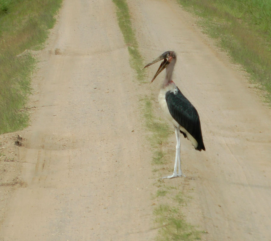 18. Hamerkop Scopus umbretta Skuggstork 19. Greater Flamingo Phoenicopterus roseus Större flamingo 3 i en kratersjö i Queen Elizabeth National Park. 20.