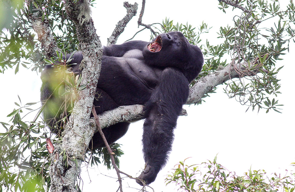 7. Patas Monkey Erythrocebus patas Husarapa 5 Murchison Falls National Park. 8. Ugandan Red Colobus Piliocolobus tephrosceles 24 Kibale National Park. 9.