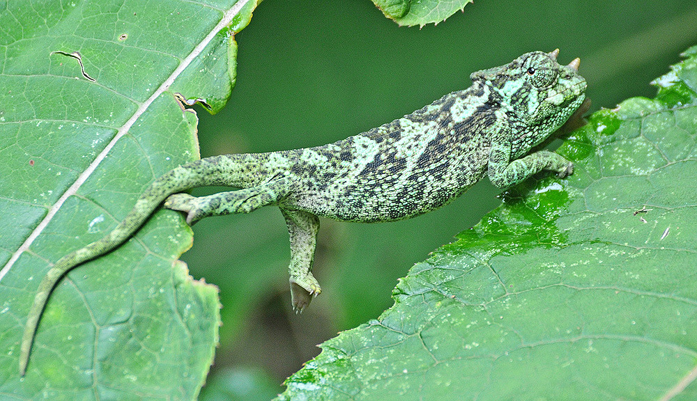 Ruwenzori Three-horned Chameleon. Foto: Lars-Bertil Nilsson Artlista herptiler 1.