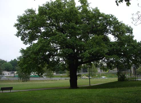 Parkplan Kungsholmen 2008 Del 2 Inventering, analys och åtgärdsförslag Del 2 av 3, Del 1 riktlinjer,