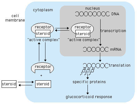 The hypotalamic-pituitary-adrenal axis Hypotalamus corticotrophin releasinghormone (CRH) Hypofysen corticoptrophin (ACTH) Binjurebark glukokortikoider, mineralokortikoid (RAAS) Kortikosteroidderivat