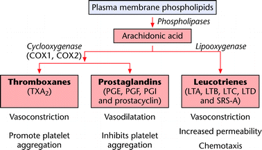 Effekter av glukokortikoider Regulatoriska: negativ feedback på hypofys och hypothalamus Metabola: a) minskat cellulärt upptag av glukos, samt ökad glukoneogenesis (hyperglukemi) b) proteinkatabolism