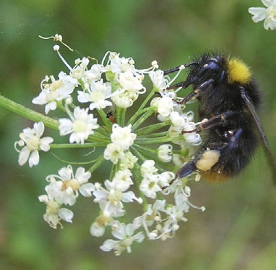 Pollenspridning Hasselbuskens hängen (hanblommorna) syns på långt håll, men den som tittar riktigt noga kan också hitta de pyttesmå honblommorna.