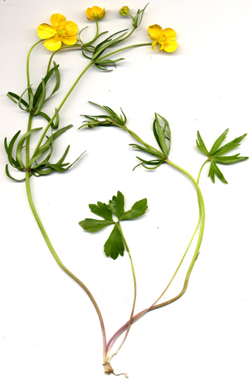 Veckans växt gör en närmiljöflora! Det finns många olika sätt att lyfta fram och lära sig växter. En hjälp på vägen kan vara att tillverka en egen närmiljöflora.