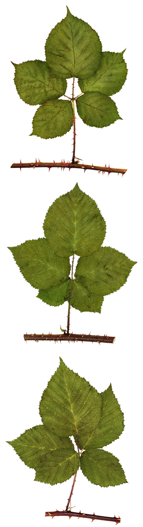 WENDT Figur 2. Representativa blad från mitten av årsskott. Överst lindbjörnbär R. tiliaster, i mitten vikenbjörnbär R. vikensis och nederst hasselbjörnbär R. wahlbergii.