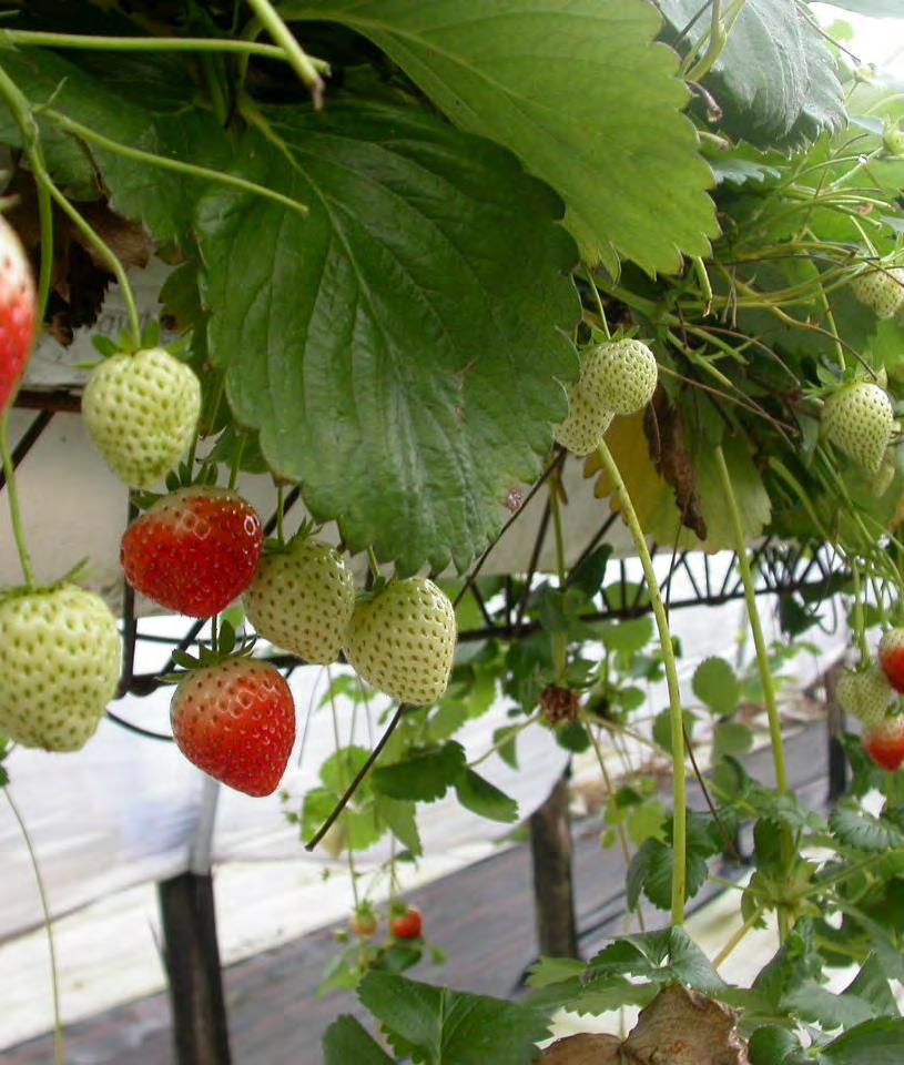 Hortikultur hórtus trädgård cultúra odling Trädgårdsodling karaktäriserad av ett stort antal trädgårdsväxtslag vilka intensivodlas till