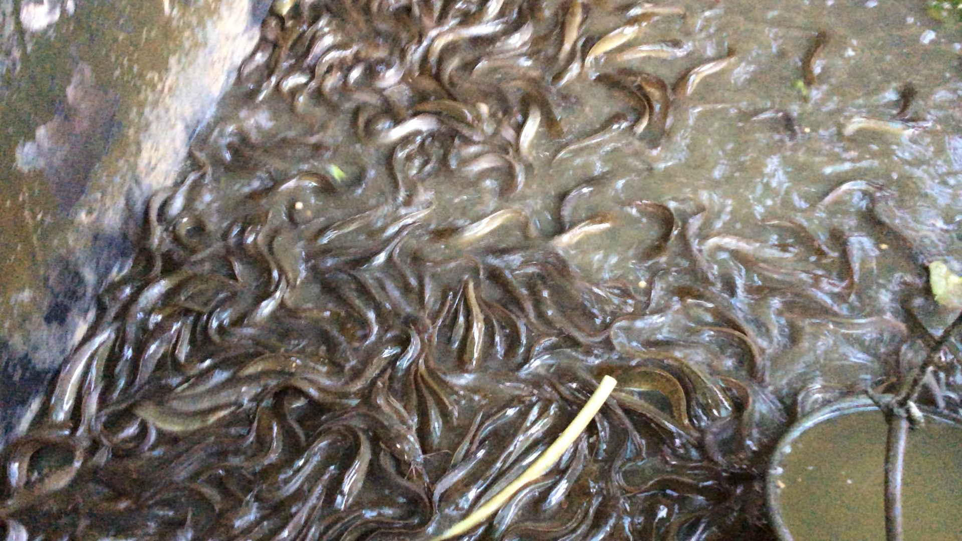 Odling av havskatt i Thailand hos Phim Lueadkrathok i Nong se Bong, centrala Thailand Havskatten är rödlistad men säljs ändå och betingar ett högt